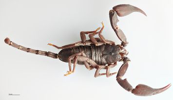 Vorschaubild Heteroscorpion kaii Lourenço & Goodman, 2009